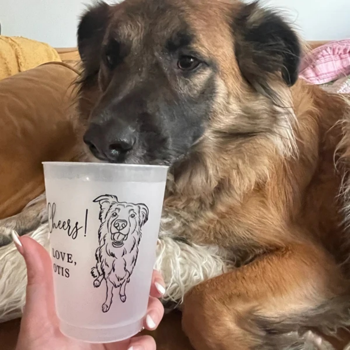 10/50 أكواب بلاستيكية مخصصة غي - مراجعة Plastic Cup 50Pcs وسعره